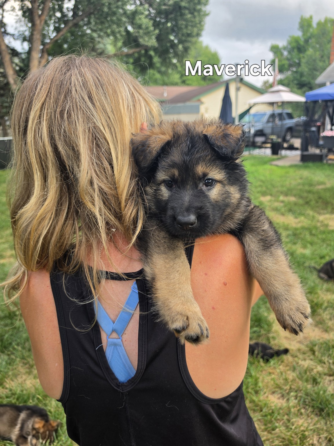 Maverick