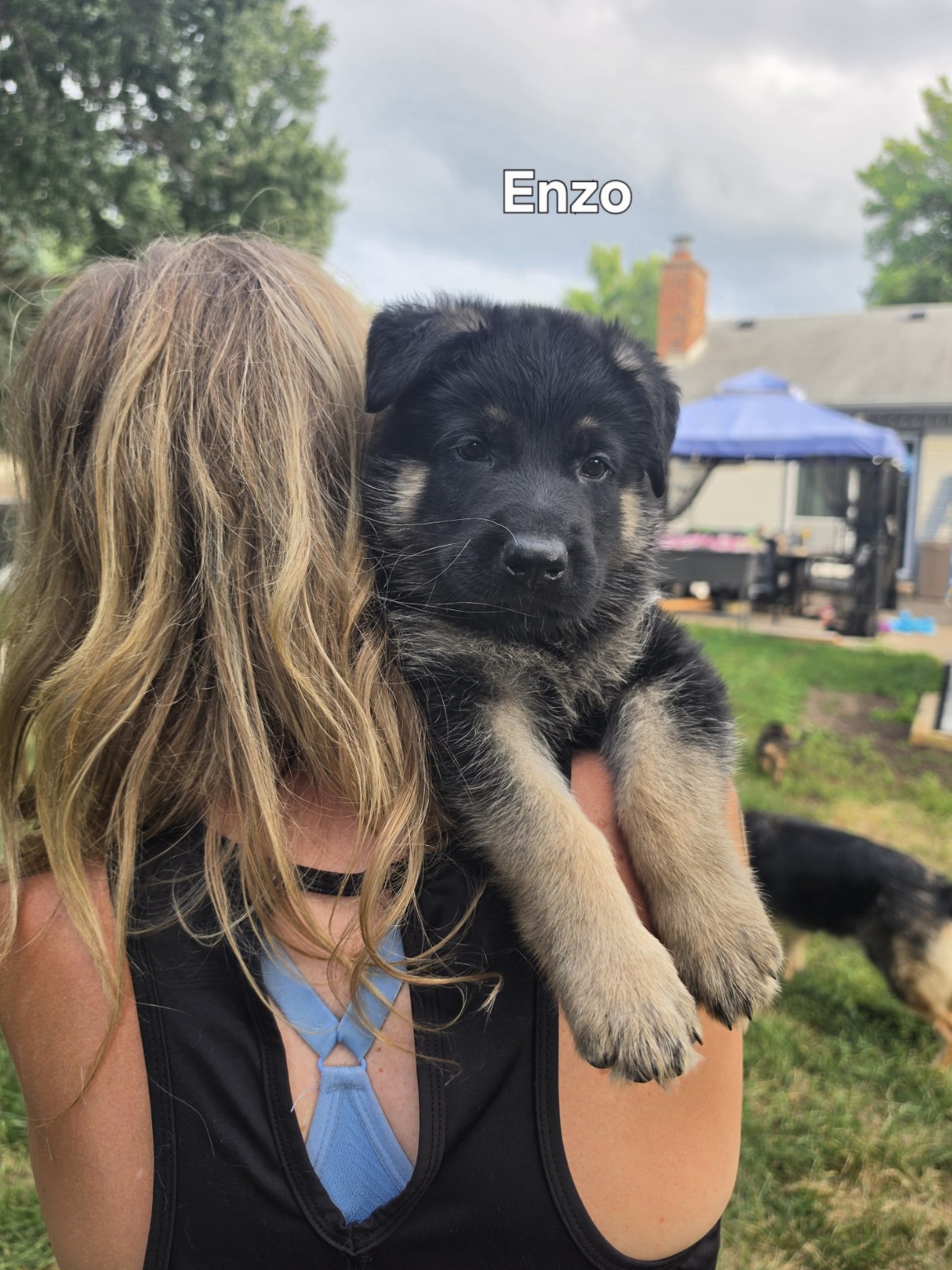 Enzo