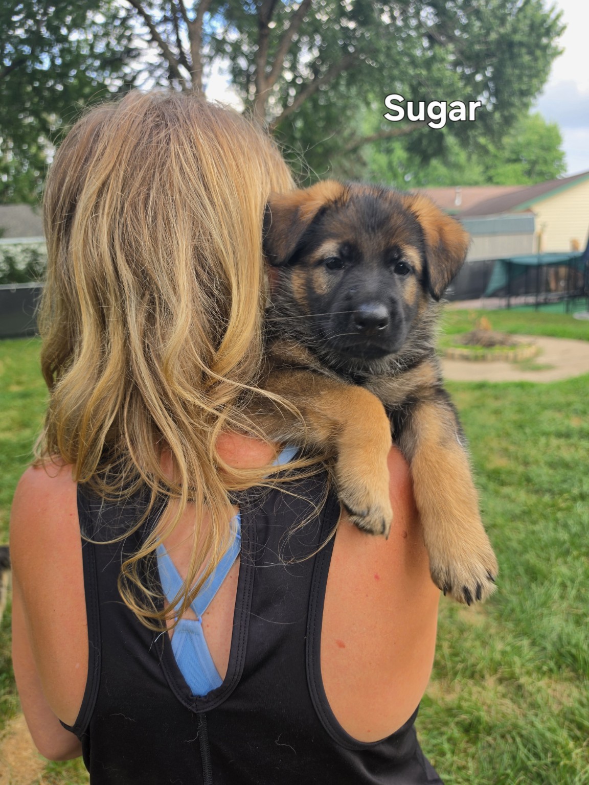 Sugar